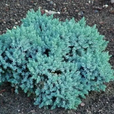 Можжевельник БЛЮ СТАР чешуйчатый в Мозыре