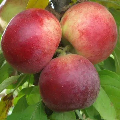 Яблоня БАЛЕРИНА ФЛАМЕНКО колонновидная  в Мозыре