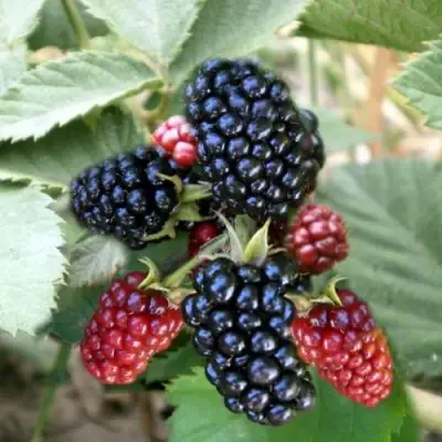 Ежевика ОРКАН бесшипная  в Мозыре