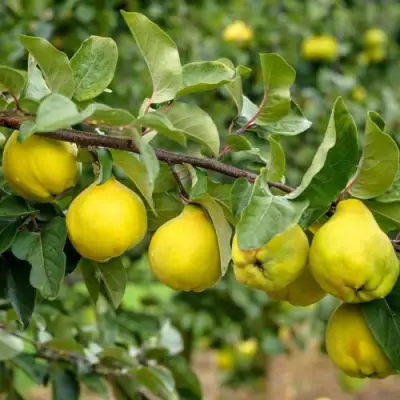 Айва ТРИУМФ в Мозыре