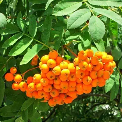 Рябина ДИРКЕНИ ЖЁЛТАЯ  сладкоплодная в Мозыре