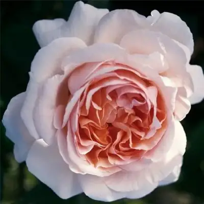 Роза АНДРЕ ЛЕ НОТР чайно-гибридная в Мозыре