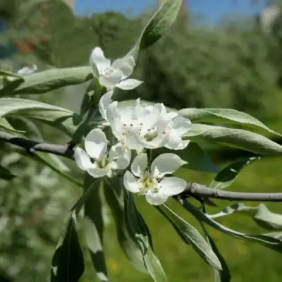 Груша ИВОЛИСТНАЯ в Мозыре