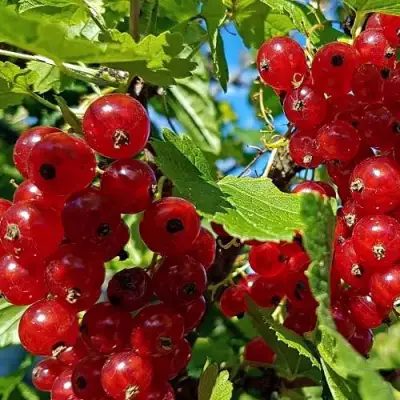 Смородина красная НЕНАГЛЯДНАЯ в Мозыре