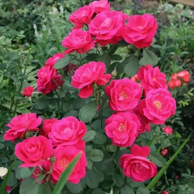 Роза ДЖОРДЖ ВАНКУВЕР флорибунда в Мозыре