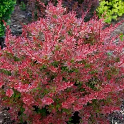 Барбарис ГОЛДЕН РИНГ тунберга в Мозыре