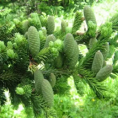 Пихта белая в Мозыре