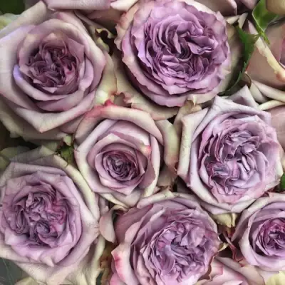 Роза ДОЛЬЧЕТТО чайно-гибридная в Мозыре