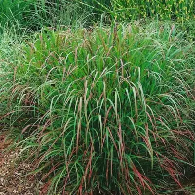 Просо РЕБРАУН прутьевидное в Мозыре