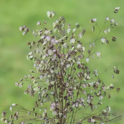 Трясунка средняя в Мозыре