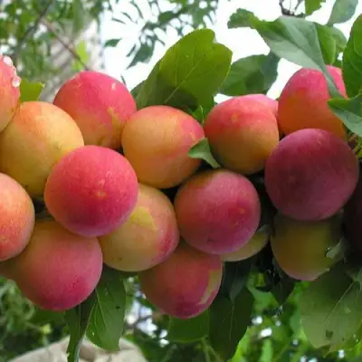 Слива СКОРОПЛОДНАЯ в Мозыре