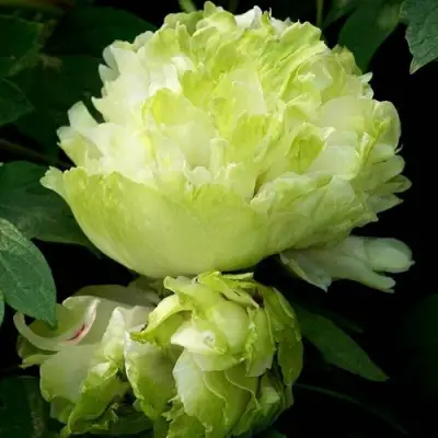 Пион ЗЕЛЕНЫЙ ШАР древовидный в Мозыре