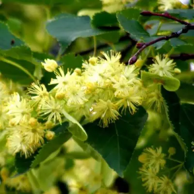 Липа сердцевидная в Мозыре