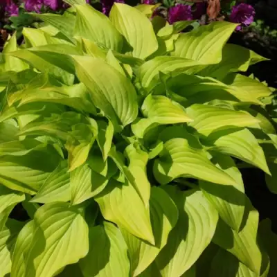 Хоста ХИДОН САНСЕТ в Мозыре