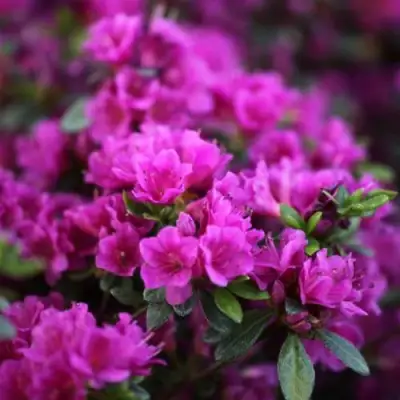 Азалия ГЕЙША ПЕРПЛ японская в Мозыре