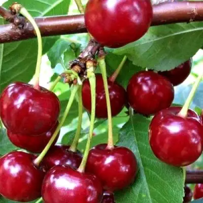 Дюк ШПАНКА ДОНЕЦКАЯ в Мозыре