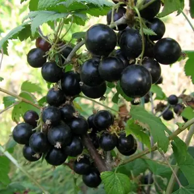 Смородина чёрная ШАРОВИДНАЯ в Мозыре