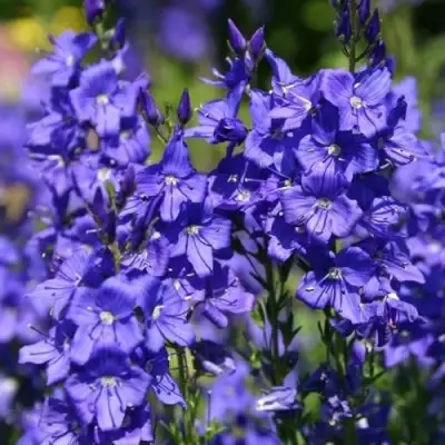 Вероника австрийская в Мозыре