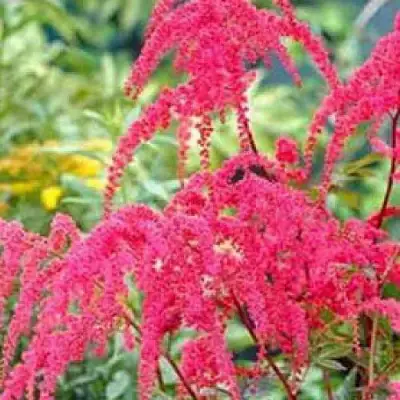 Астильба РЕД ЧАРМ Арендса в Мозыре