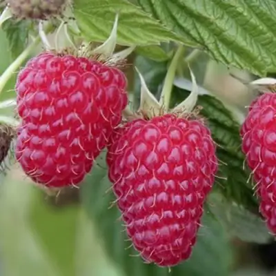 Малина ТУЛАМИН в Мозыре