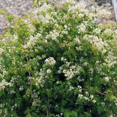 Стефанандра КРИСПА надрезаннолистная в Мозыре