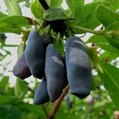 Жимолость съедобная ЧУЛЫМСКАЯ в Мозыре