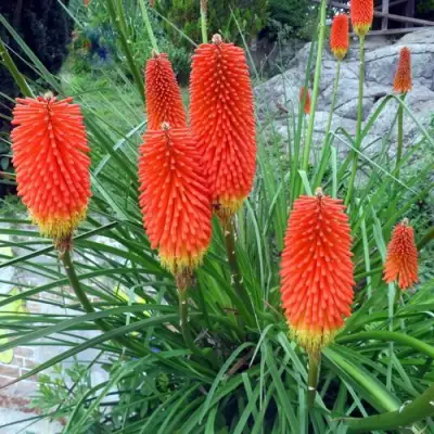 Книфофия БЕНГАЛ ФАЕР гибридная в Мозыре