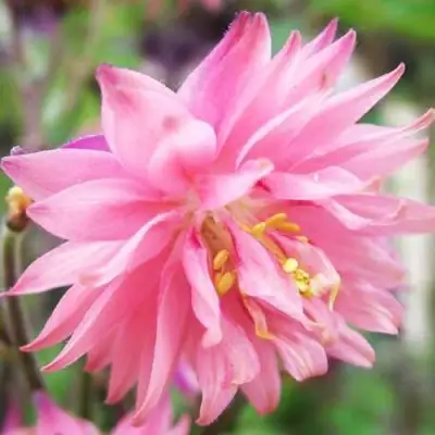 Аквилегия БАРЛОУ ПИНК гибрид МакКаны в Мозыре