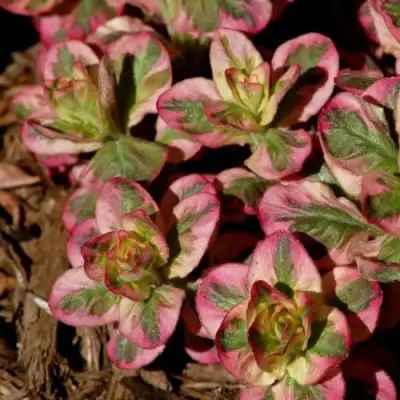 Вербейник АЛЕКСАНДР точечный в Мозыре