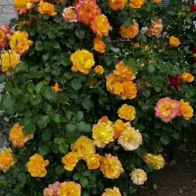 Роза САХАРА плетистая в Мозыре