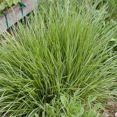 Вейник АВАЛАНШ остроцветковый в Мозыре