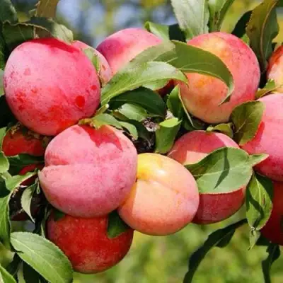 Слива ФАВОРИТЕ ДЕ СУЛТАНО в Мозыре