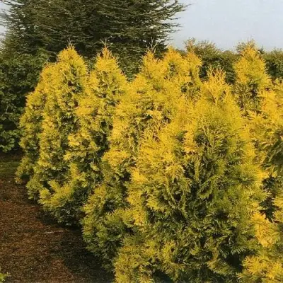 Туя ЕВРОПА ГОЛД западная в Мозыре