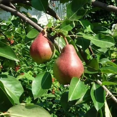 Груша РУМЯНАЯ КЕДРИНА в Мозыре