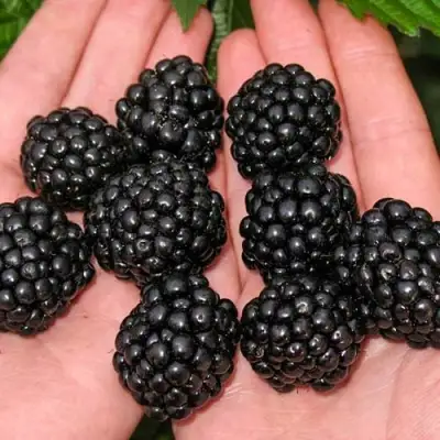 Ежевика ДЖАМБО бесшипная  в Мозыре