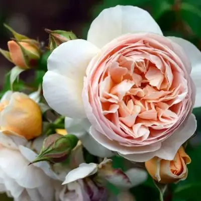 Роза ДЖУЛЬЕТТА английская в Мозыре