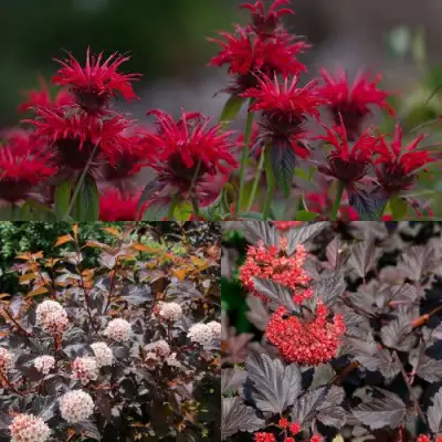 Комплект ОГНЕННЫЙ МИКС в Мозыре