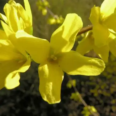 Форзиция ФОРЧУНА в Мозыре