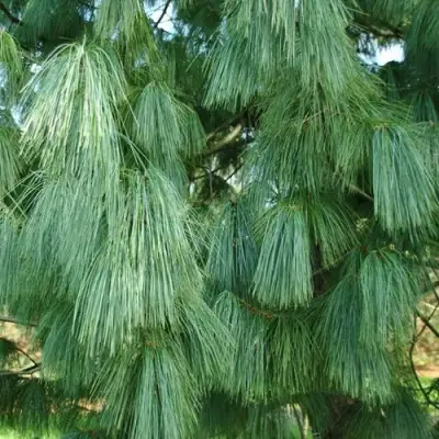 Сосна гриффита в Мозыре