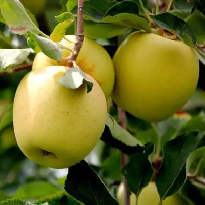 Яблоня ГОЛДЕН ВЛАДИМИРСКИЙ в Мозыре