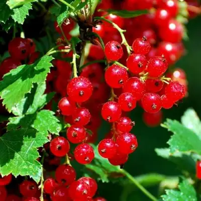 Смородина красная НЕНАГЛЯДНАЯ в Мозыре