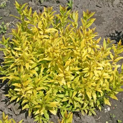 Бирючина АУРЕА обыкновенная в Мозыре