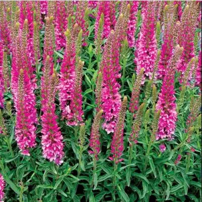 Вероника РОНИКА ФУКСИЯ в Мозыре