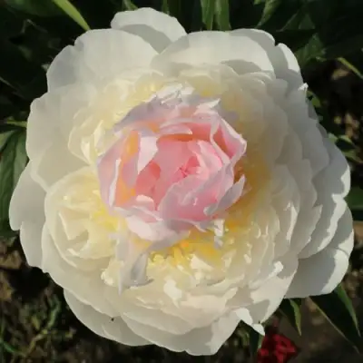 Пион БЛАШ КВИН травянистый в Мозыре