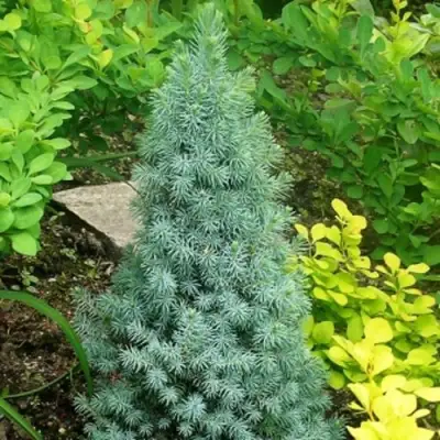 Ель КОНИКА сизая в Мозыре