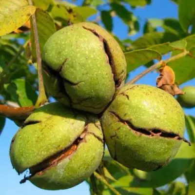 Грецкий орех ПИНСКИЙ в Мозыре