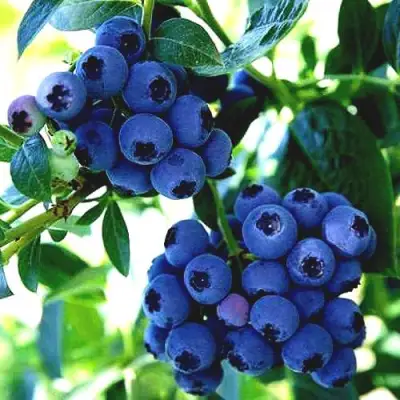 Голубика РЕКА в Мозыре