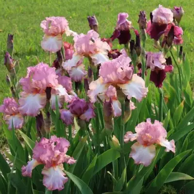 Ирис БЛАШИНГ ПИНК бородатый в Мозыре