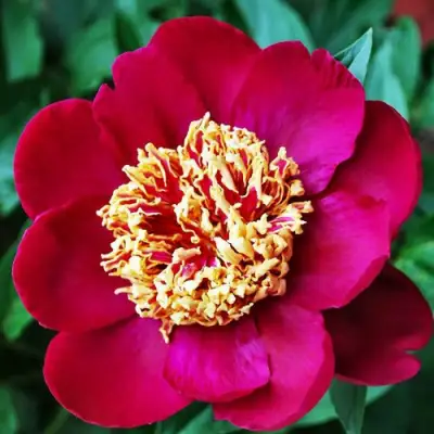 Пион НИППОН БЬЮТИ травянистый в Мозыре