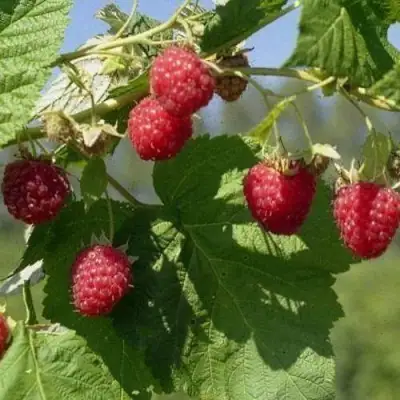 Малина КОЛОКОЛЬЧИК в Мозыре